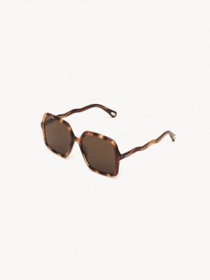 Chloe Zelie Sunglasses HAVANA / BROWN | CHE-SR14515